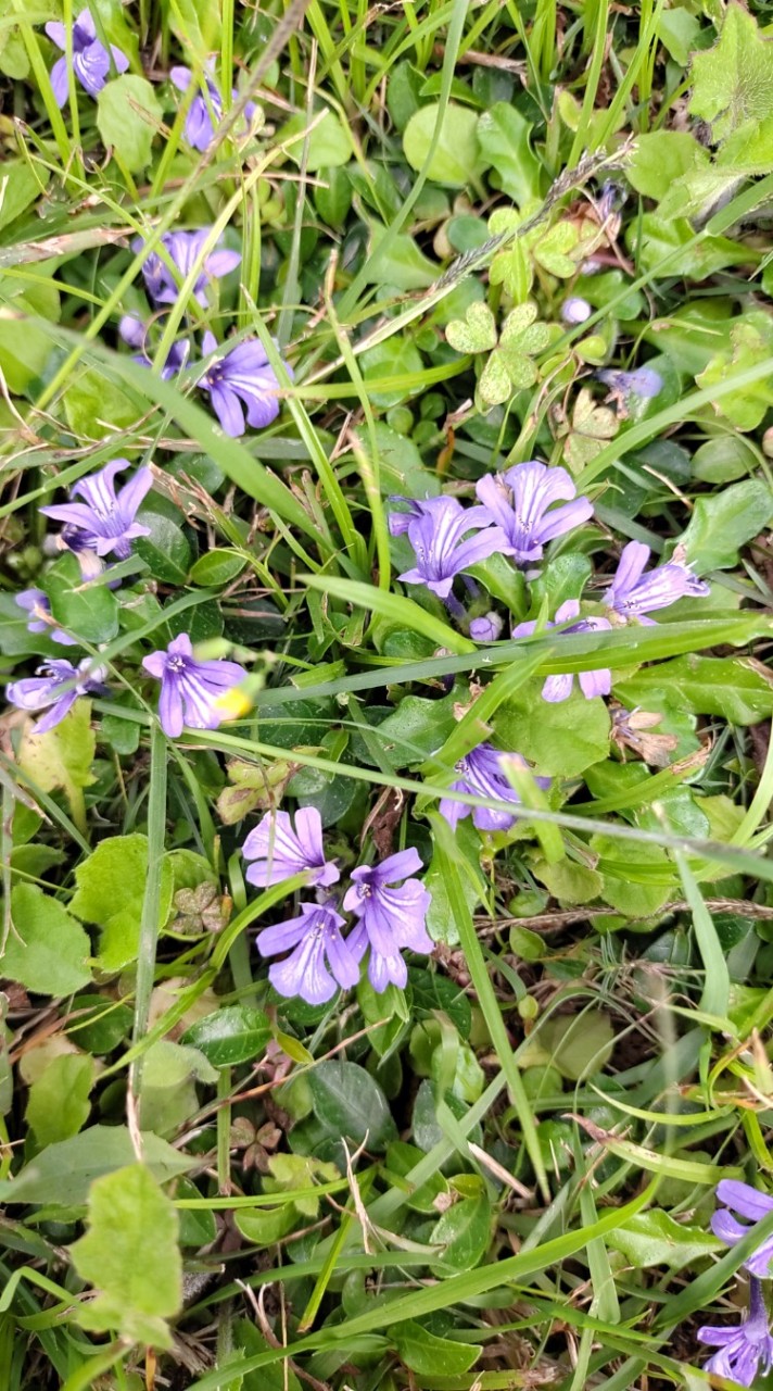 台北新北/園藝樹木修剪-除草割草打草/人力支援
