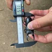 中高生限定⭐️埼玉、東京、神奈川いきもの採集のグループ｛オプチャのメンバーで良く採集いきます｝