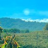 果然鮮-枋寮芒果園