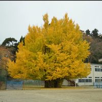 宮古一中歳祝い（1985〜1986生まれ）