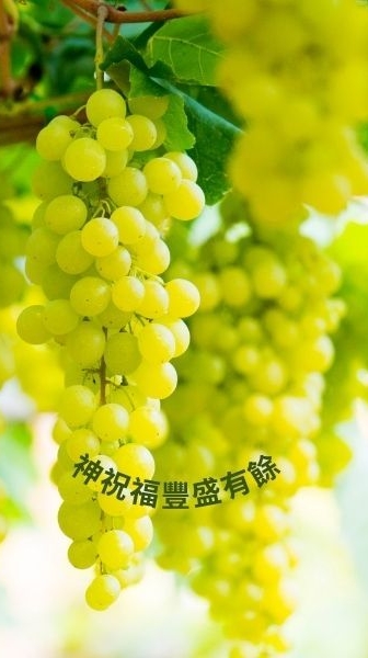 喜樂新生命