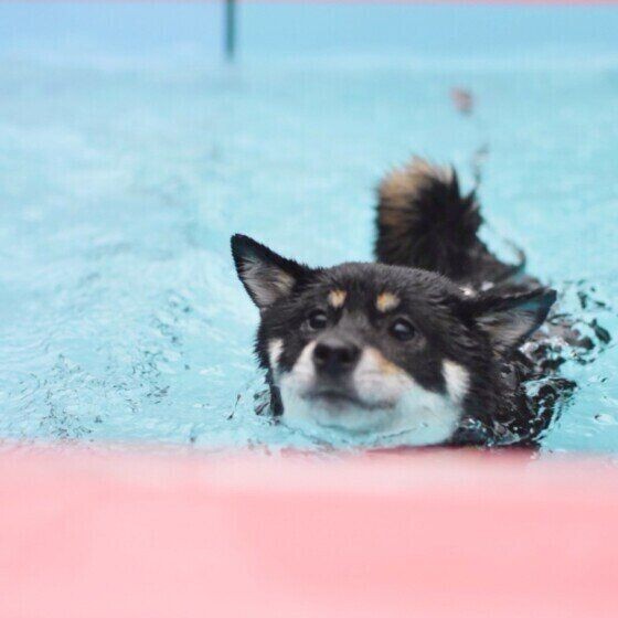 泳ぎが得意な犬種 苦手な犬種はいるの