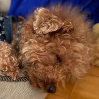 Zoe 社群test