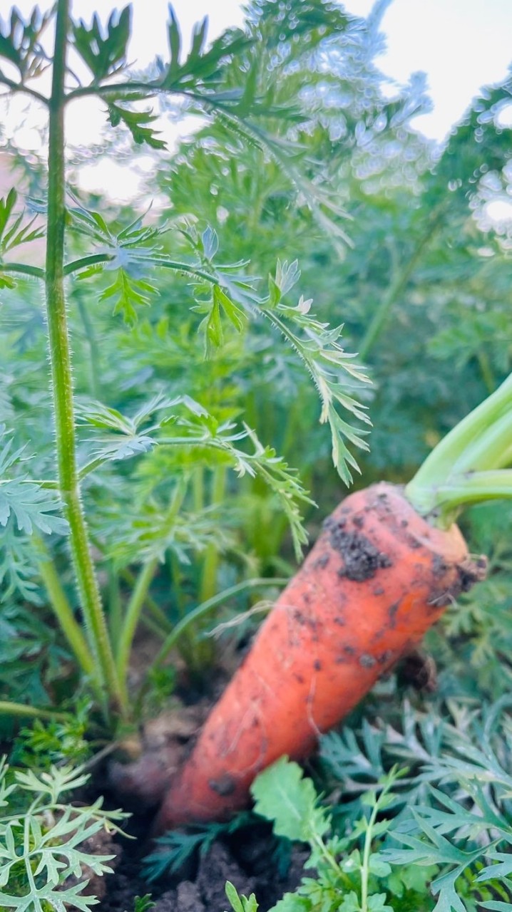 🌱ファームあまやさい