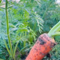 🌱ファームあまやさい