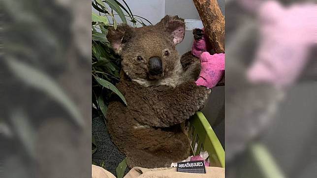 路易斯全身多處燒傷。圖／翻攝自Koala Hospital Port Macquarie臉書