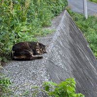 森の中の学生グル