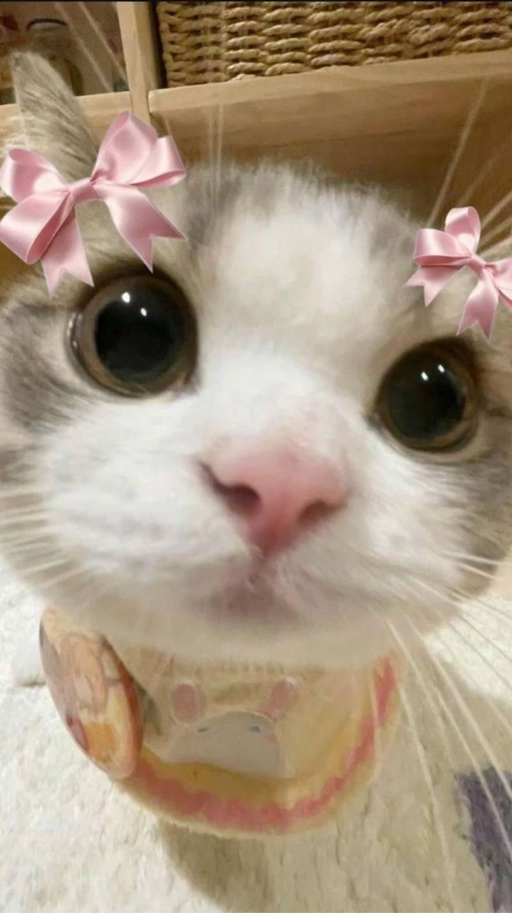 ✿ nekomori store — 🎀