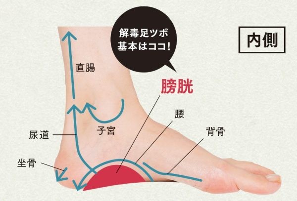 ダイエットに効果的 決定版 下腹部 むくみ 便秘 スッキリ簡単足ツボ Ananweb