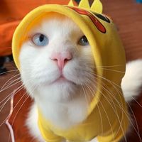 ทีมครีเอเตอร์น้องโมจิ