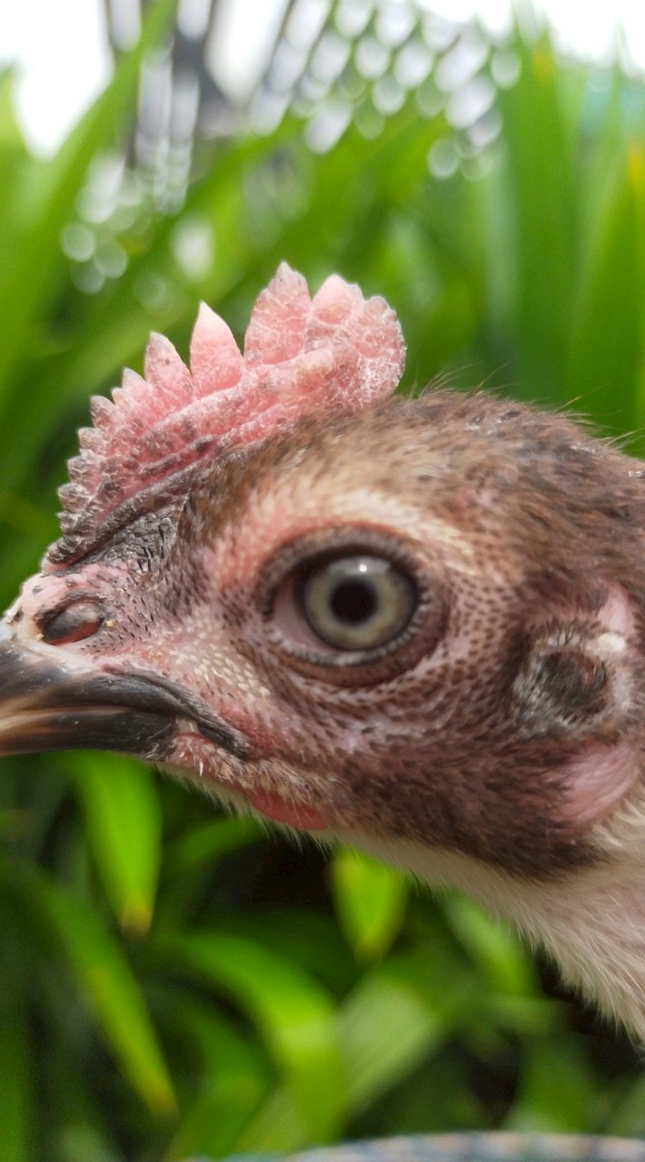 คนรักไก่ชน