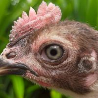 คนรักไก่ชน