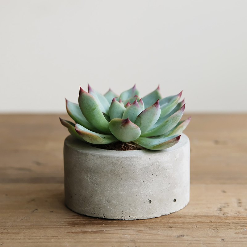 質樸的水泥、簡單的造型，生活中的療癒良伴