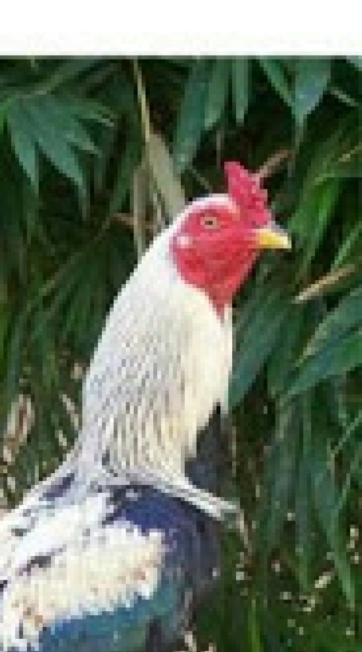 ซื้อขายไก่ชนไม่เกิน 1500