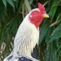 ซื้อขายไก่ชนไม่เกิน 1500