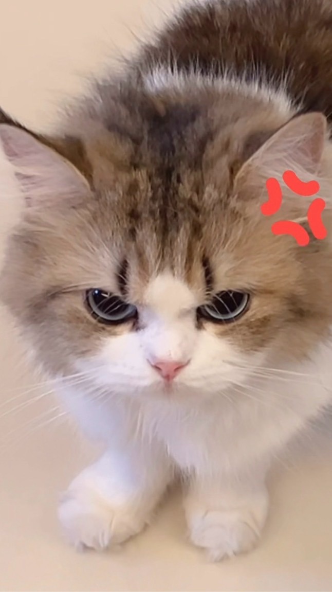 貓系日常觀察所 🐾