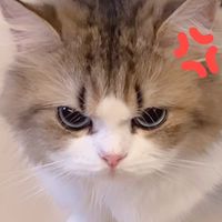貓系日常觀察所 🐾