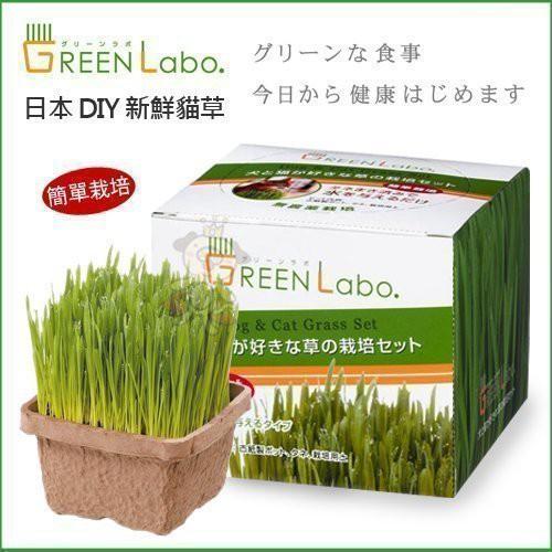 日本GreenLabo燕麥盆栽組DIY新鮮貓草盆栽燕麥種子貓草組合包懶人包易種包『喵汪世界』