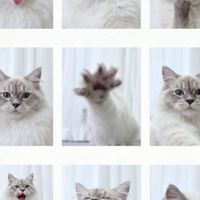 貓奴交流圈🐾一切只為貓主子