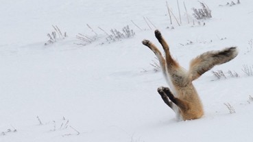 搞笑野生動物攝影大獎 每一張都超有巧思！