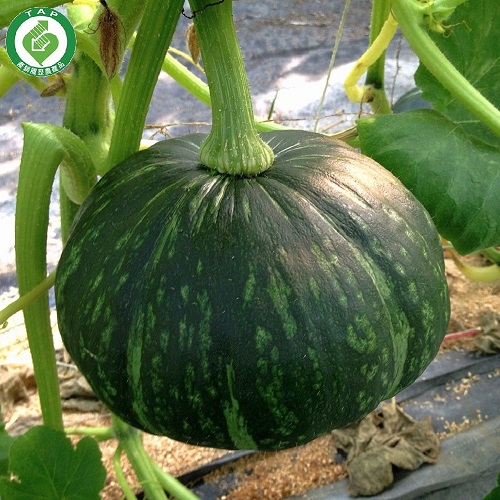 口感Q甜綿密，栗子香氣產銷履歷，溫室栽種果粒中型，一餐食用頂級食材不容錯過