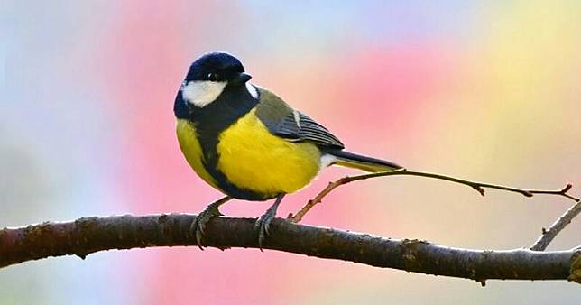 Beri Tahu Si Kecil Ini 5 Binatang Peliharaan Yang Mudah Dipelihara