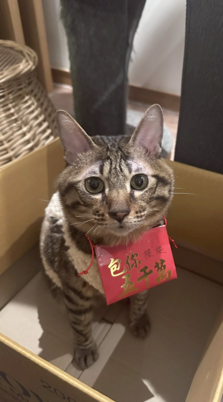 cat(貓咪聚集地）