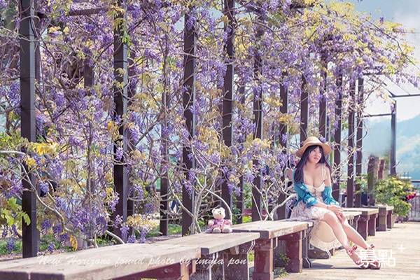 浪漫紫藤花牆來了 花海瀑布追花必拍 景點家 Line Today