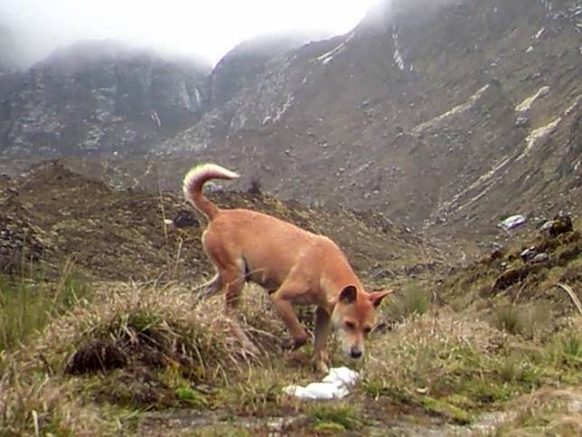 ™  Spesies Anjing Purba Ditemukan Hidup di Dataran Tinggi Papua