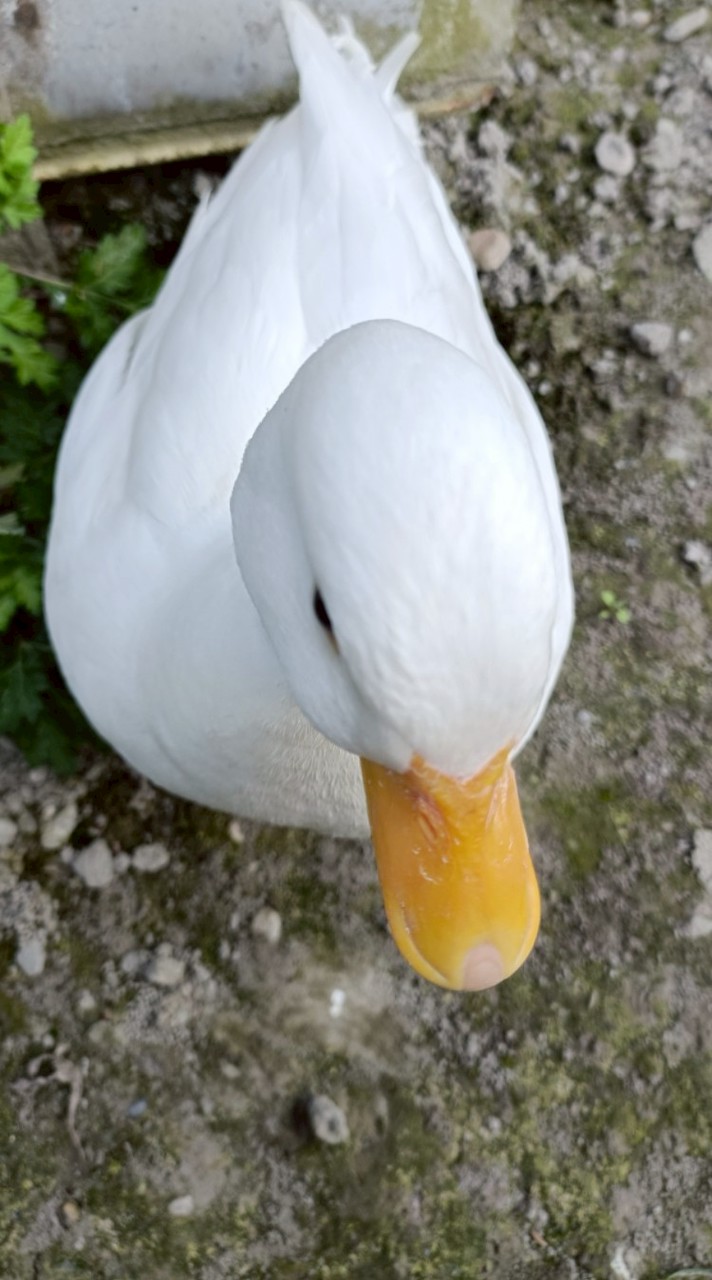 阿拉米包🦆