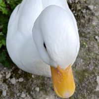 阿拉米包🦆