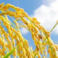 🇯🇵日本をもっと好きになる歴史勉強会