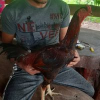 ตลาดไก่สายพันธ์แท้(พม่า ก๋อย ง่อน ใต้หวัน เปรู ญี่ปุ่น บราซิล)