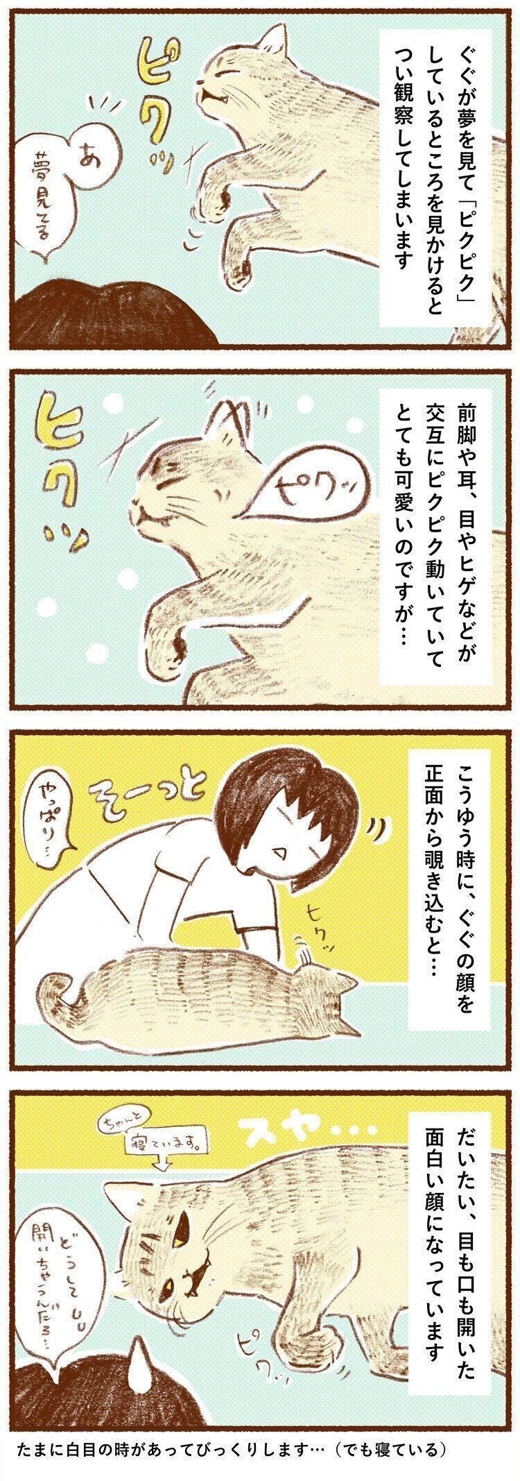 猫も夢をみる 爆睡中にピクピクしているときの 猫の変顔