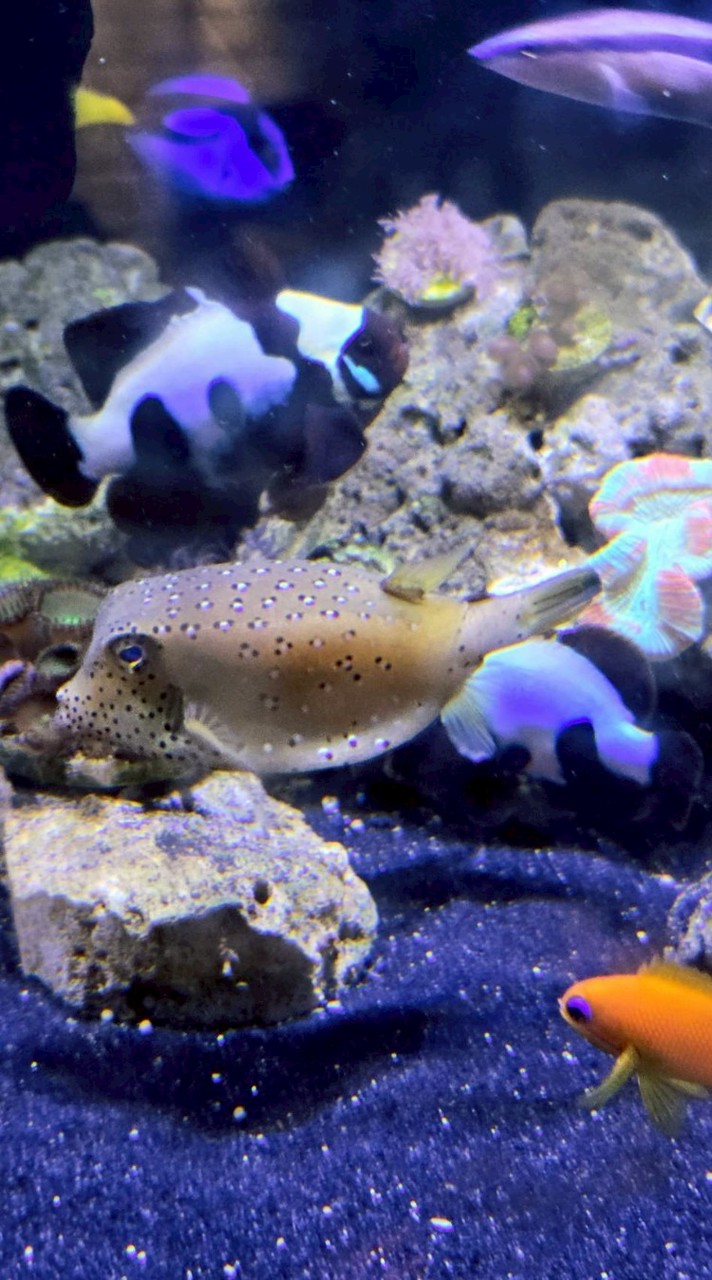 จำหน่ายปลาทะเลสวยงามโซนปากเกร็ด-ไทรน้อย นนทบุรี