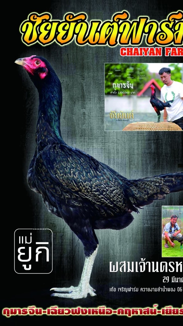 ไก่ชนแม่ยูกิ ลูกกุมารจีน-เฉียวฟงเหนือ-คฤหาสน์-เยียร์3แสน : เต้อ