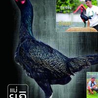 ไก่ชนแม่ยูกิ ลูกกุมารจีน-เฉียวฟงเหนือ-คฤหาสน์-เยียร์3แสน : เต้อ