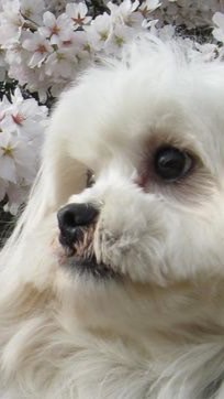 京滋小動物研究会