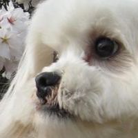 京滋小動物研究会
