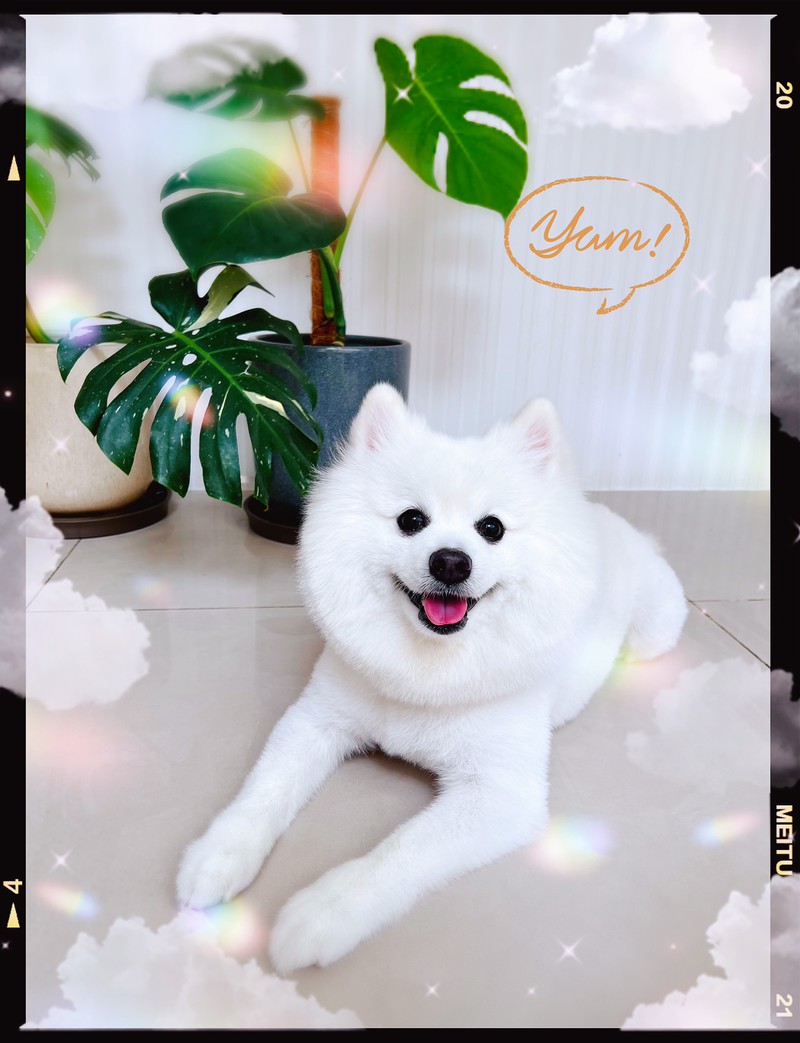 樂狗寵物沙龍- LINE熱點