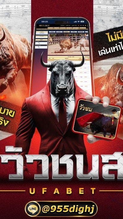 วัวชน วัวชนสดวันนี้ วัวชนออนไลน์