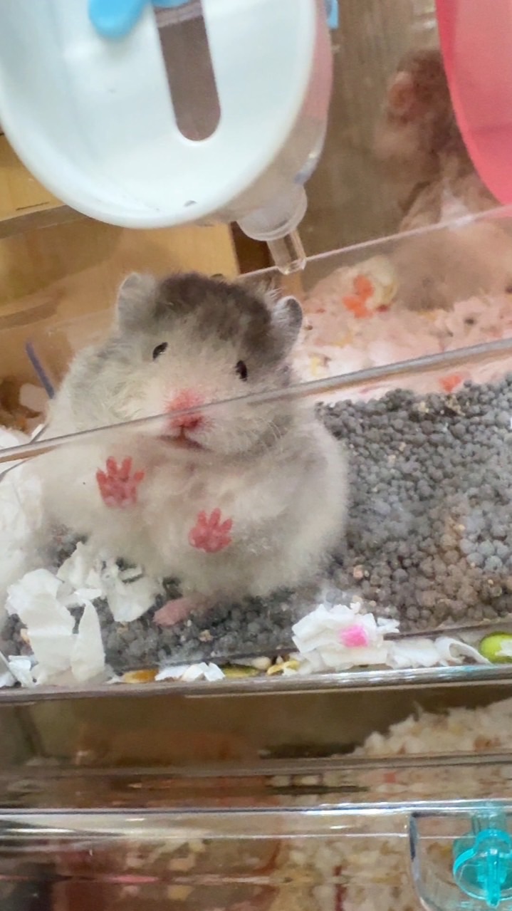鼠來寶の小窩🤍