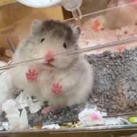 鼠來寶の小窩 蹲鼠社🌼/波利鼠/金絲熊