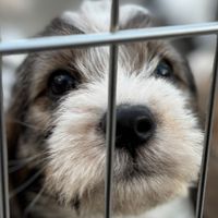 Carolway Kennel オーナーさん限定交流会