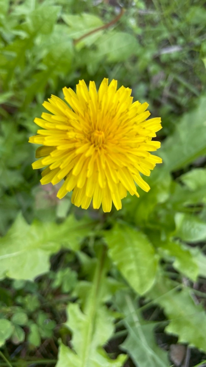 【岡山🌻兵庫】30代🌻40代🌻50代ワイワイ雑談☀️仲良く談話🎙️ライブトークやオフ会🍻
