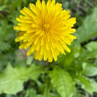 【岡山🌻兵庫】30代🌻40代🌻50代ワイワイ雑談☀️仲良く談話🎙️ライブトークやオフ会🍻