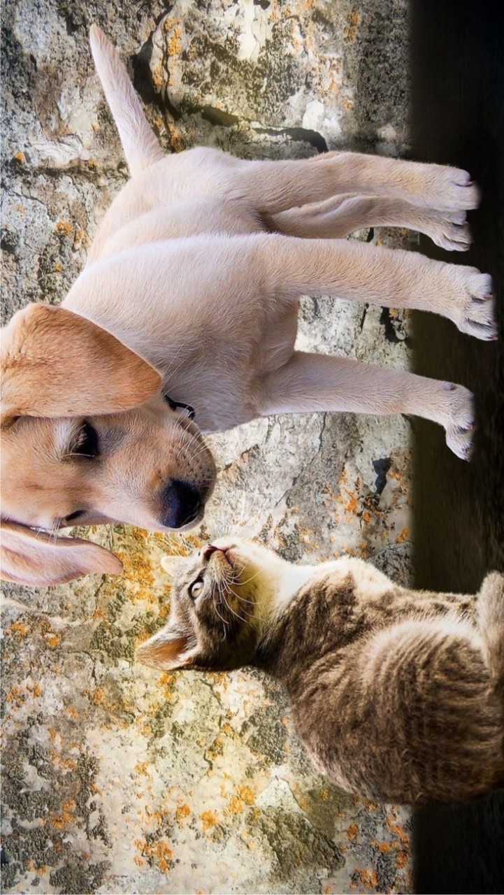 汪喵嚴選🐶🐱