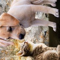 汪喵嚴選🐶🐱