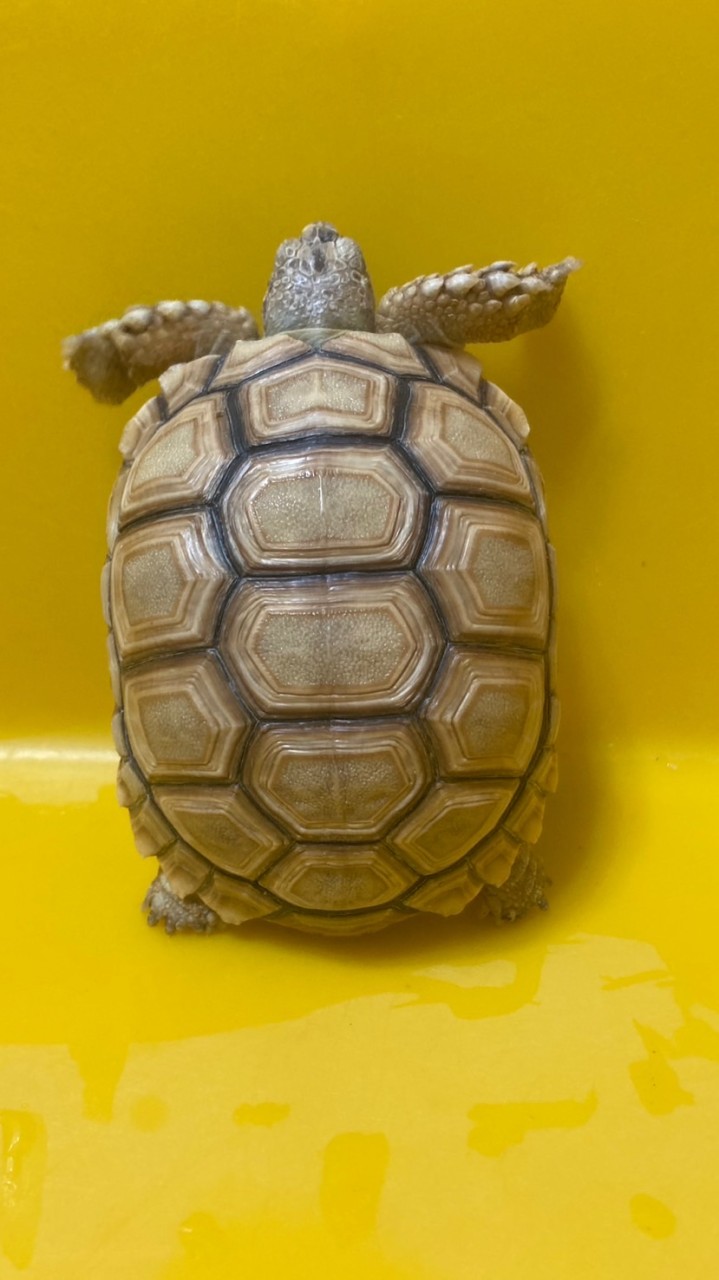 艾烏龜🐢🐢🐢