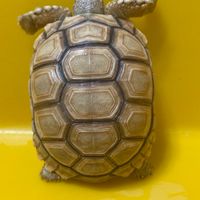 艾烏龜🐢🐢🐢